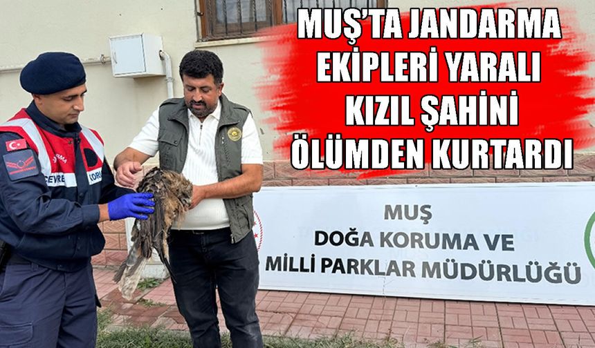 Muş’ta yaralı Kızıl Şahin jandarma sayesinde hayat buldu