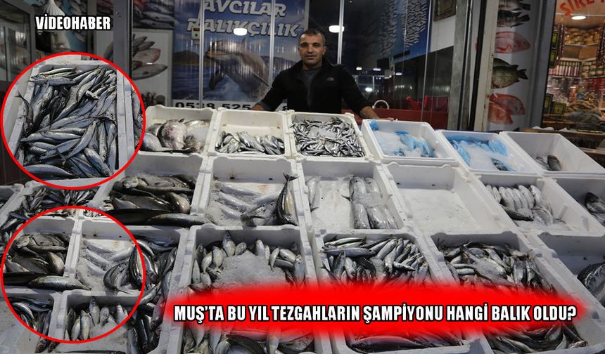 Muş’ta balık tezgahlarında bu sezon dengeler değişti: Hamsi mi, palamut mu?