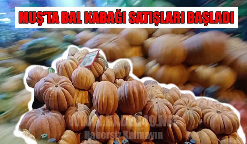 Muş’ta bal kabağı sezonu açıldı