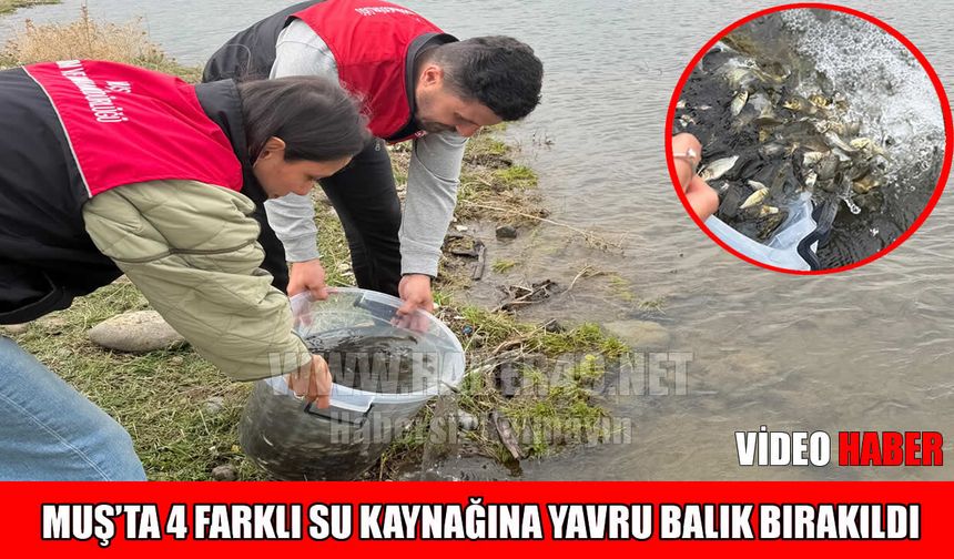 Muş’ta göletlere 1 milyon 290 bin yavru balık bırakıldı