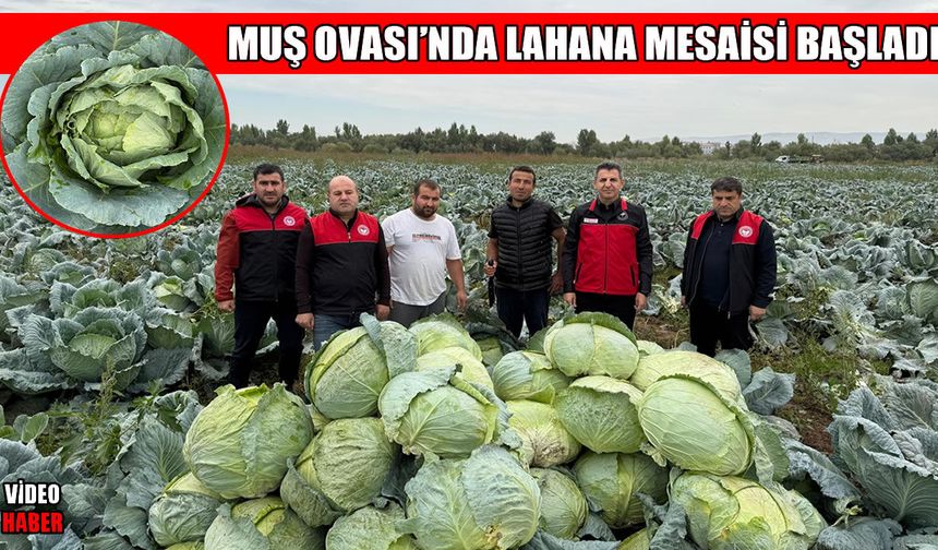 Muş Ovası'nda 3 bin dekarlık alanda üretilen lahanaların hasadına başlandı