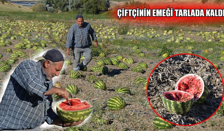 Muş’ta 550 ton karpuz çürümeye terk edildi
