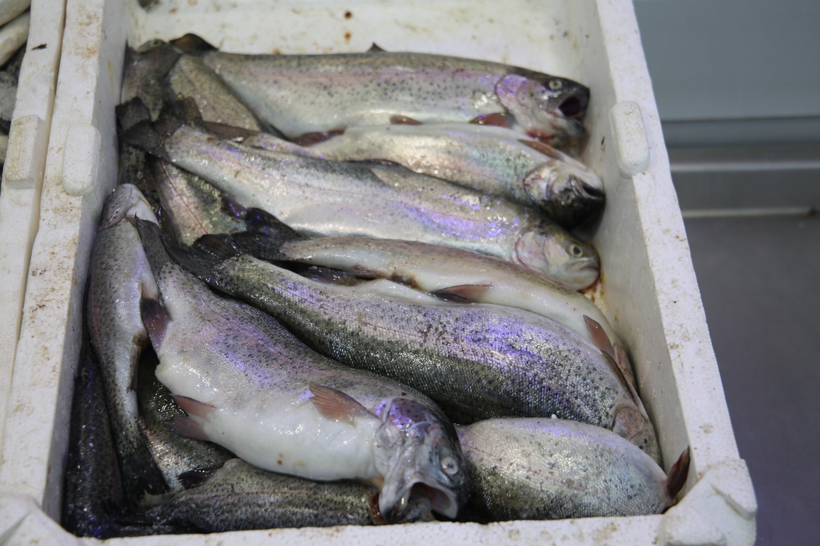 Whatsapp Image 2025 10 17 At 13.44.14 (1)