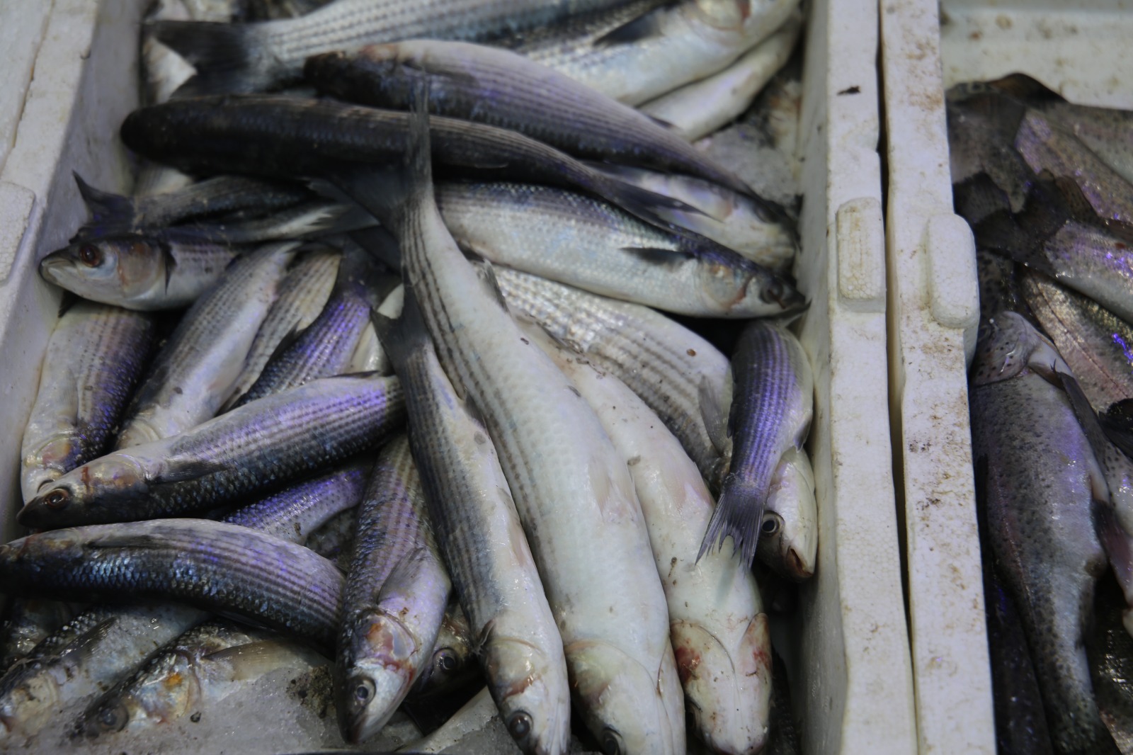 Whatsapp Image 2025 10 17 At 13.44.14 (2)