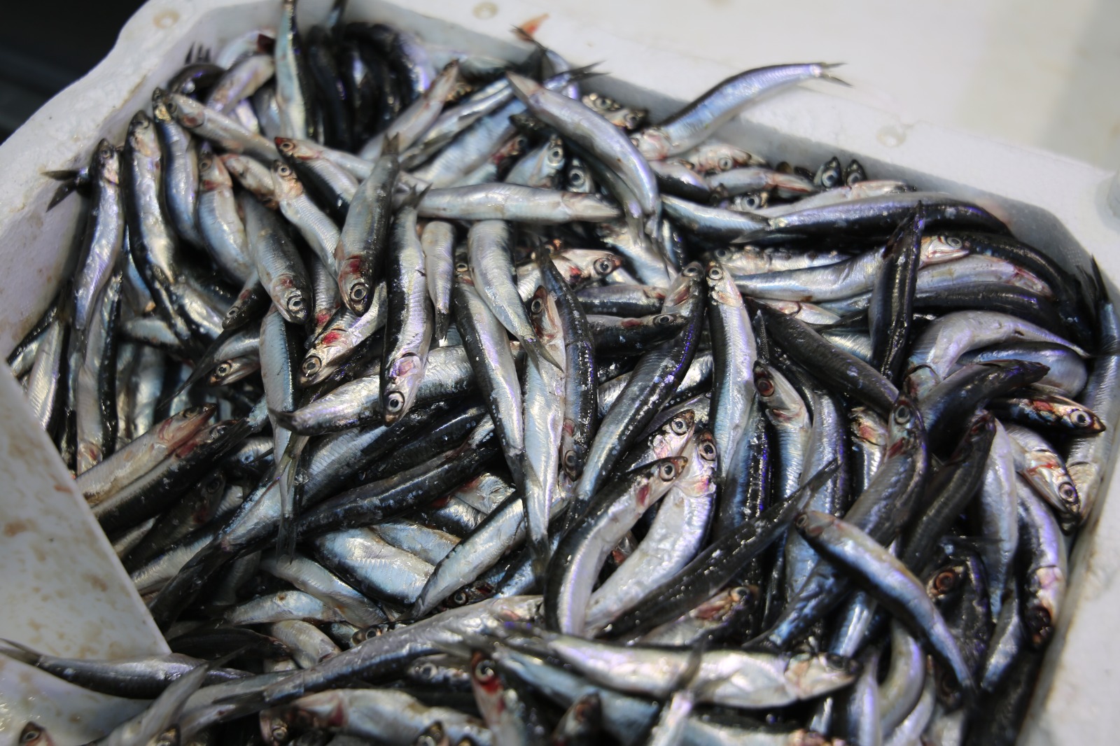 Whatsapp Image 2025 10 17 At 13.44.14 (3)