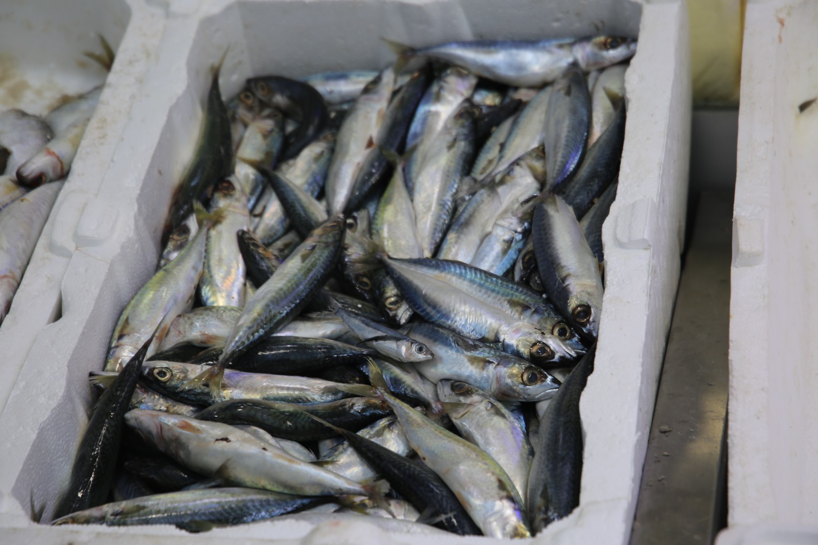 Whatsapp Image 2025 10 17 At 13.44.14 (4)