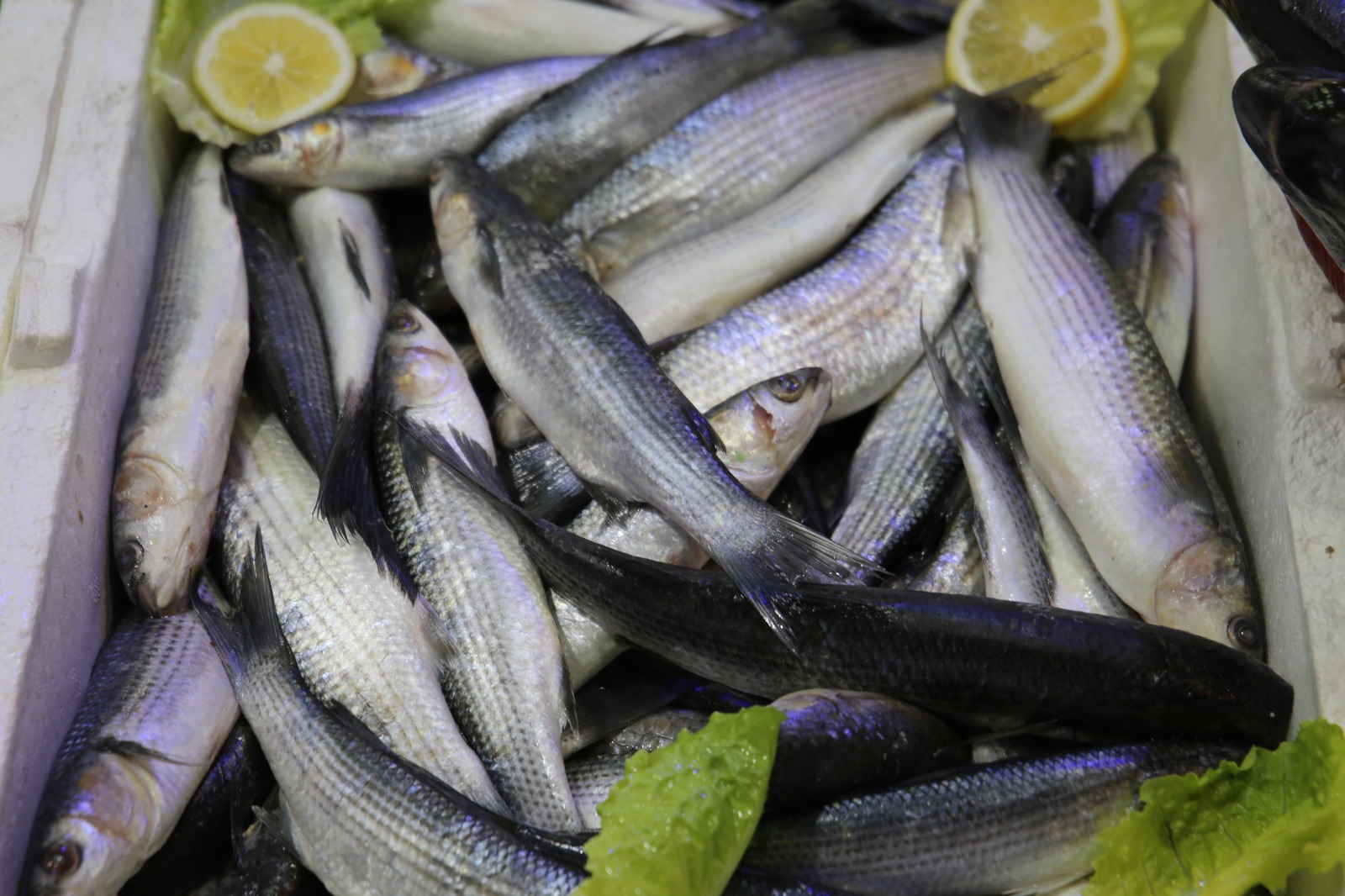 Whatsapp Image 2025 10 17 At 13.44.14 (6)