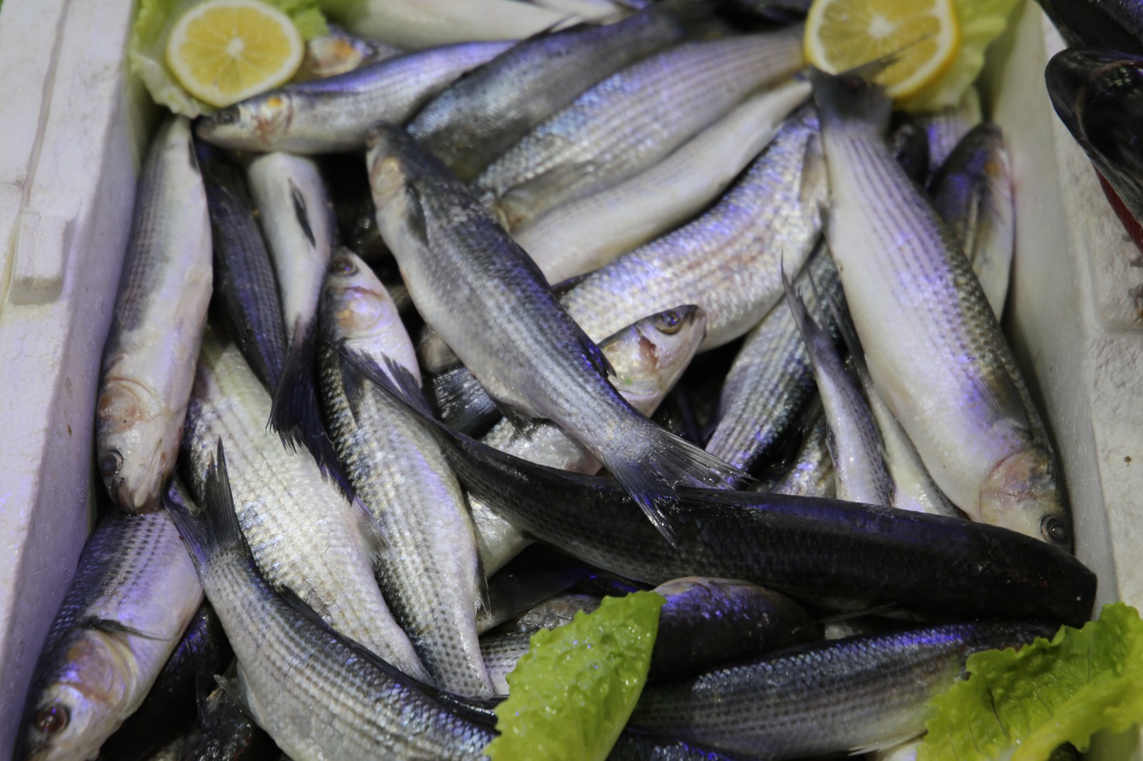 Whatsapp Image 2025 10 17 At 13.44.14 (7)