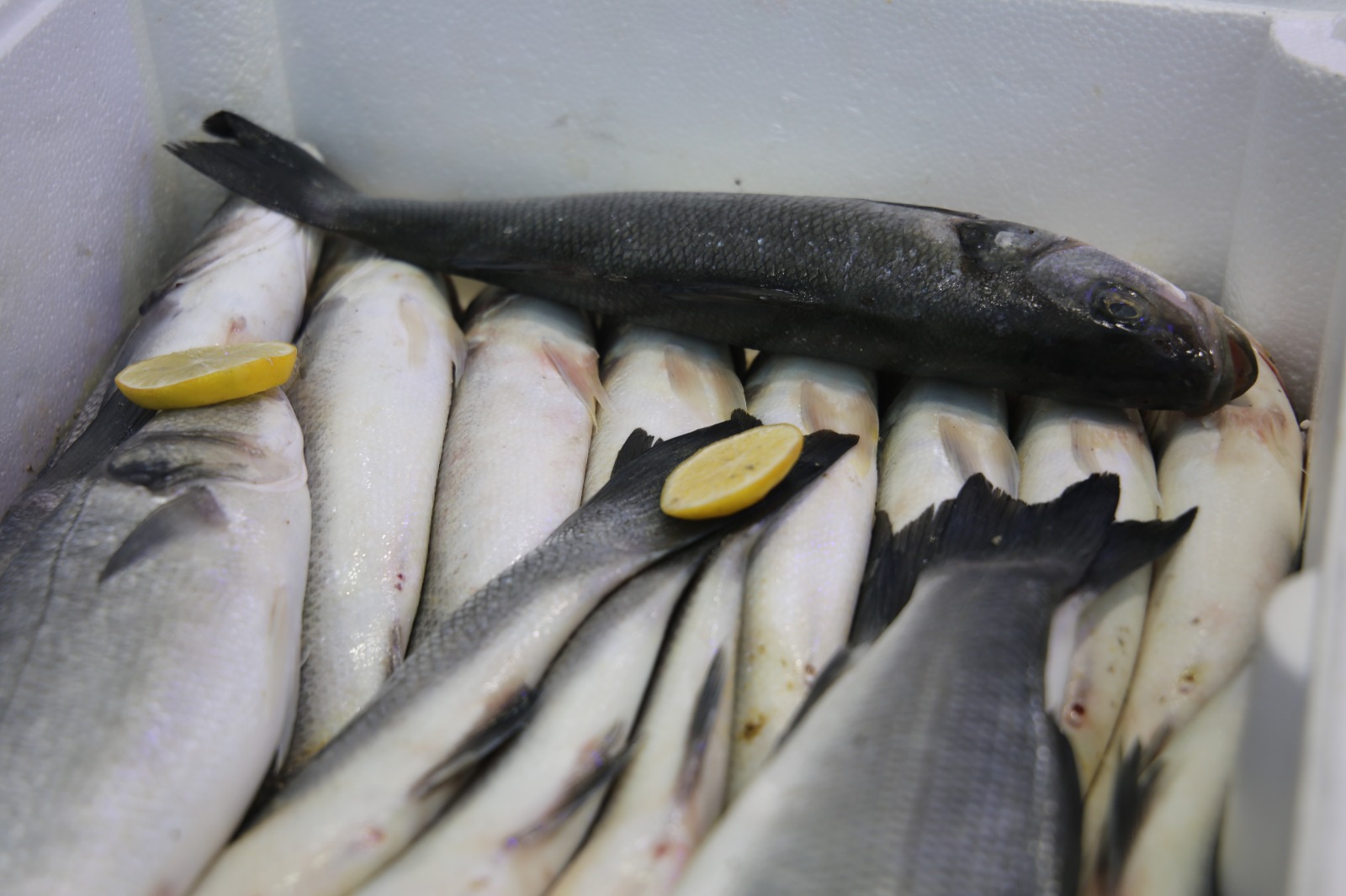 Whatsapp Image 2025 10 17 At 13.44.14