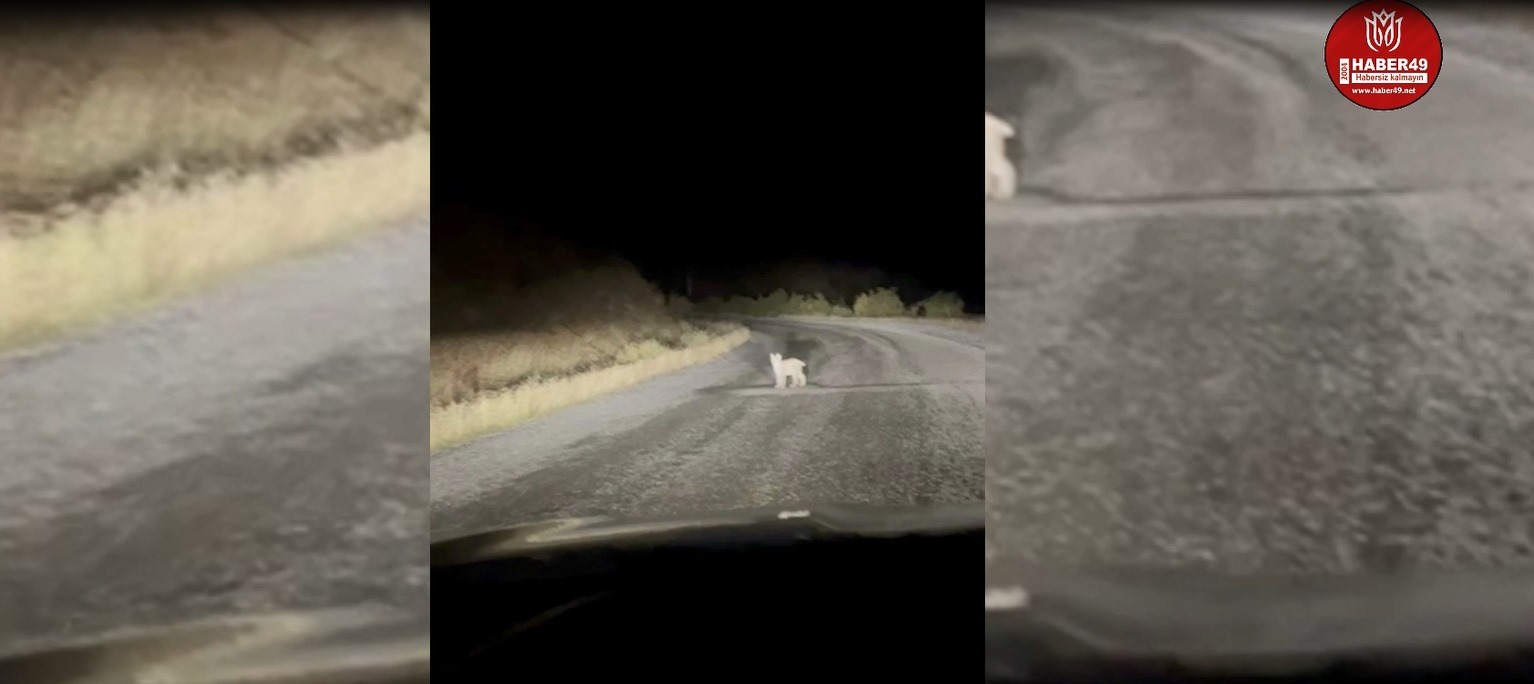 Whatsapp Görsel 2025 11 01 Saat 20.19.23 B483790D