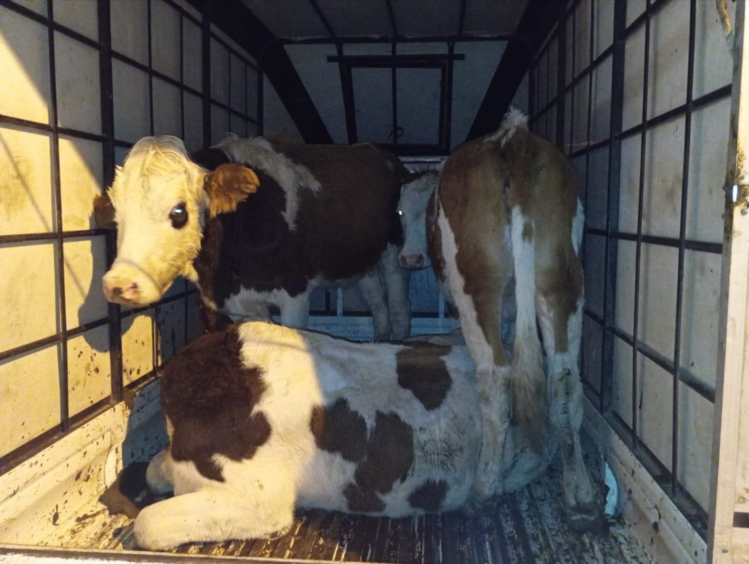 Whatsapp Görsel 2025 11 06 Saat 13.27.54 8Fa6875E