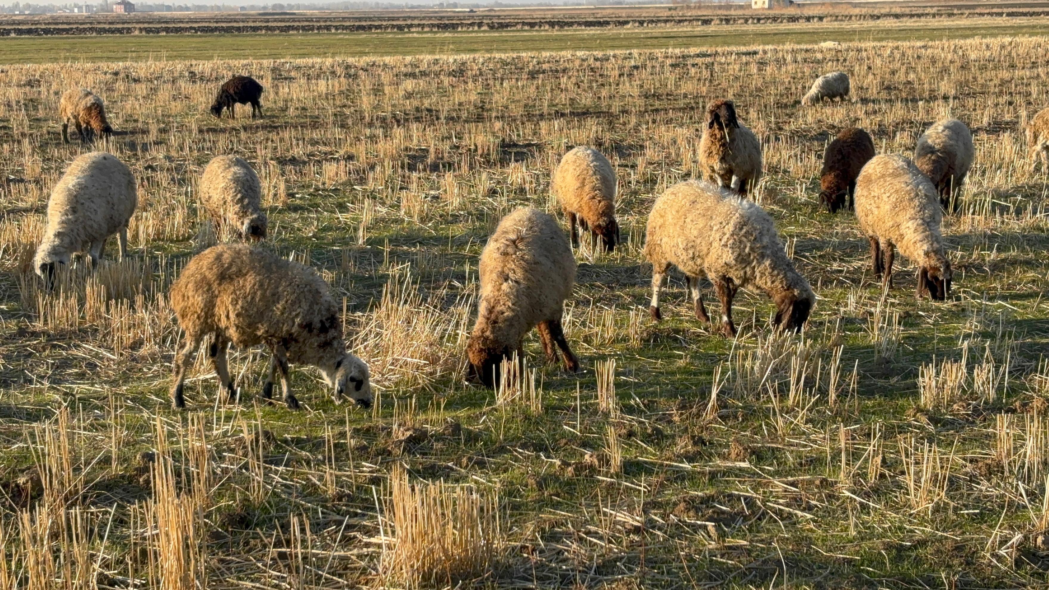 Whatsapp Image 2025 11 19 At 16.48.10 (5)