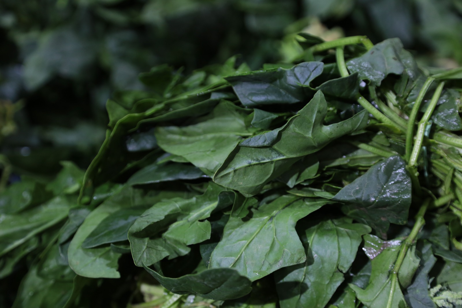 Whatsapp Image 2025 12 20 At 14.13.22 (1)