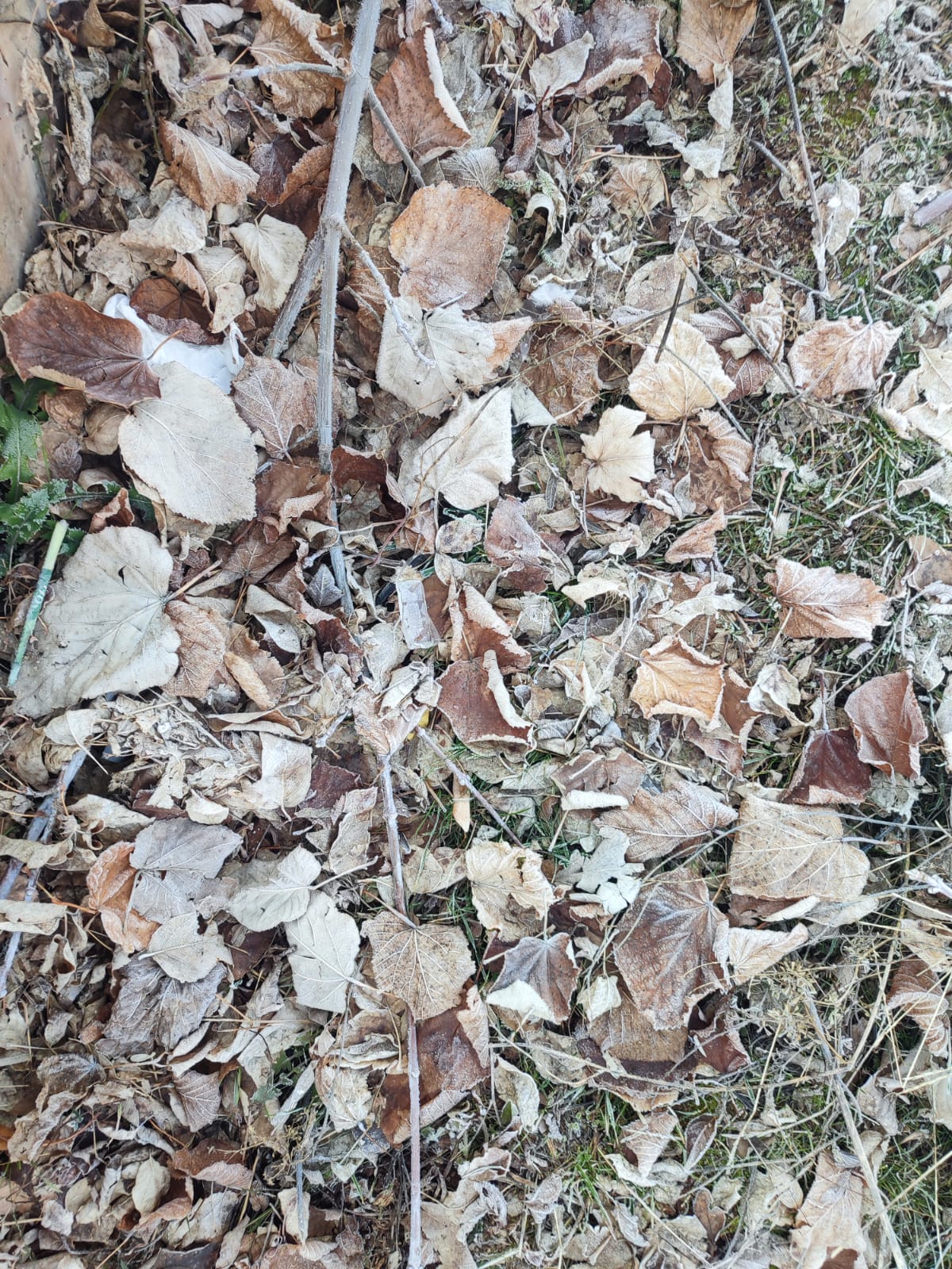 Whatsapp Image 2025 12 25 At 10.18.21