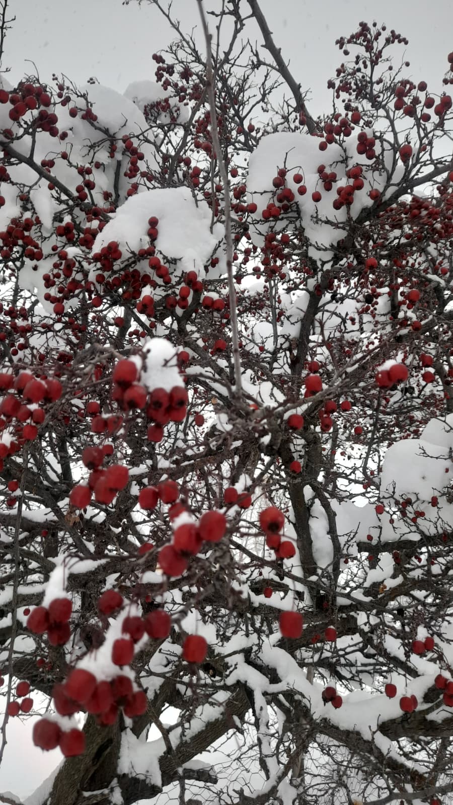 Whatsapp Image 2026 01 04 At 17.21.35 (1)