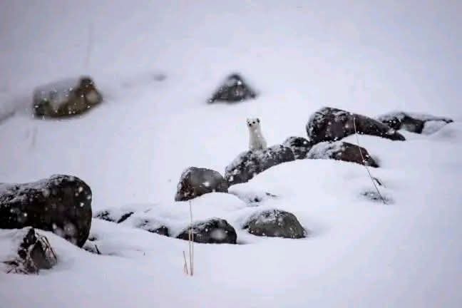 Whatsapp Image 2026 01 09 At 12.49.36