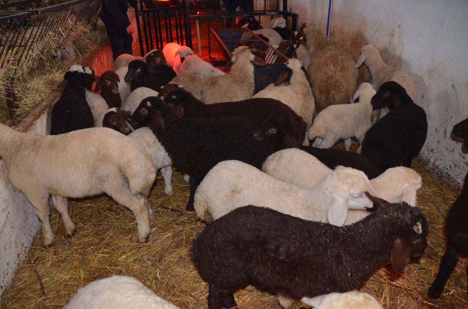 Whatsapp Image 2026 01 30 At 16.30.22 (1)