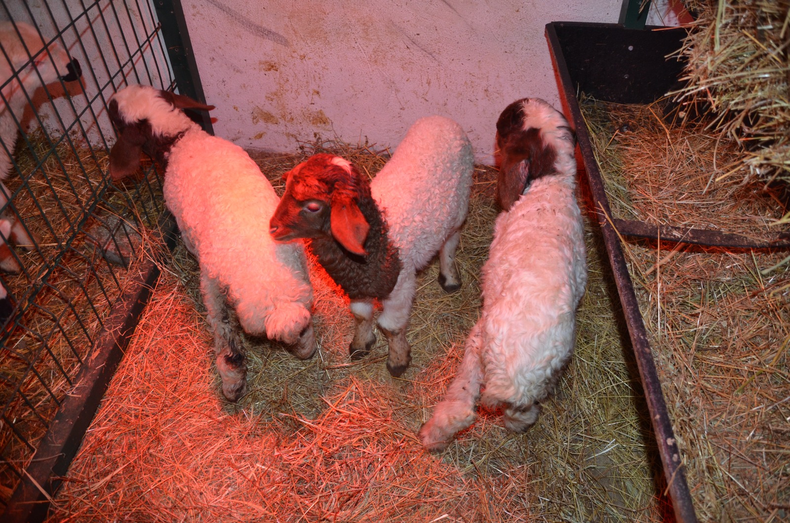 Whatsapp Image 2026 01 30 At 16.30.22 (3)