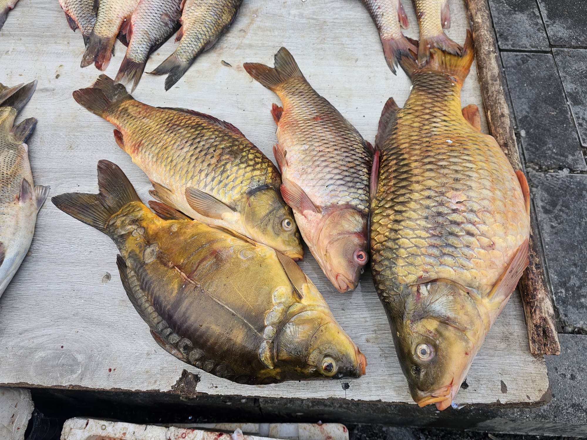 Whatsapp Image 2026 02 05 At 23.57.01 (1)