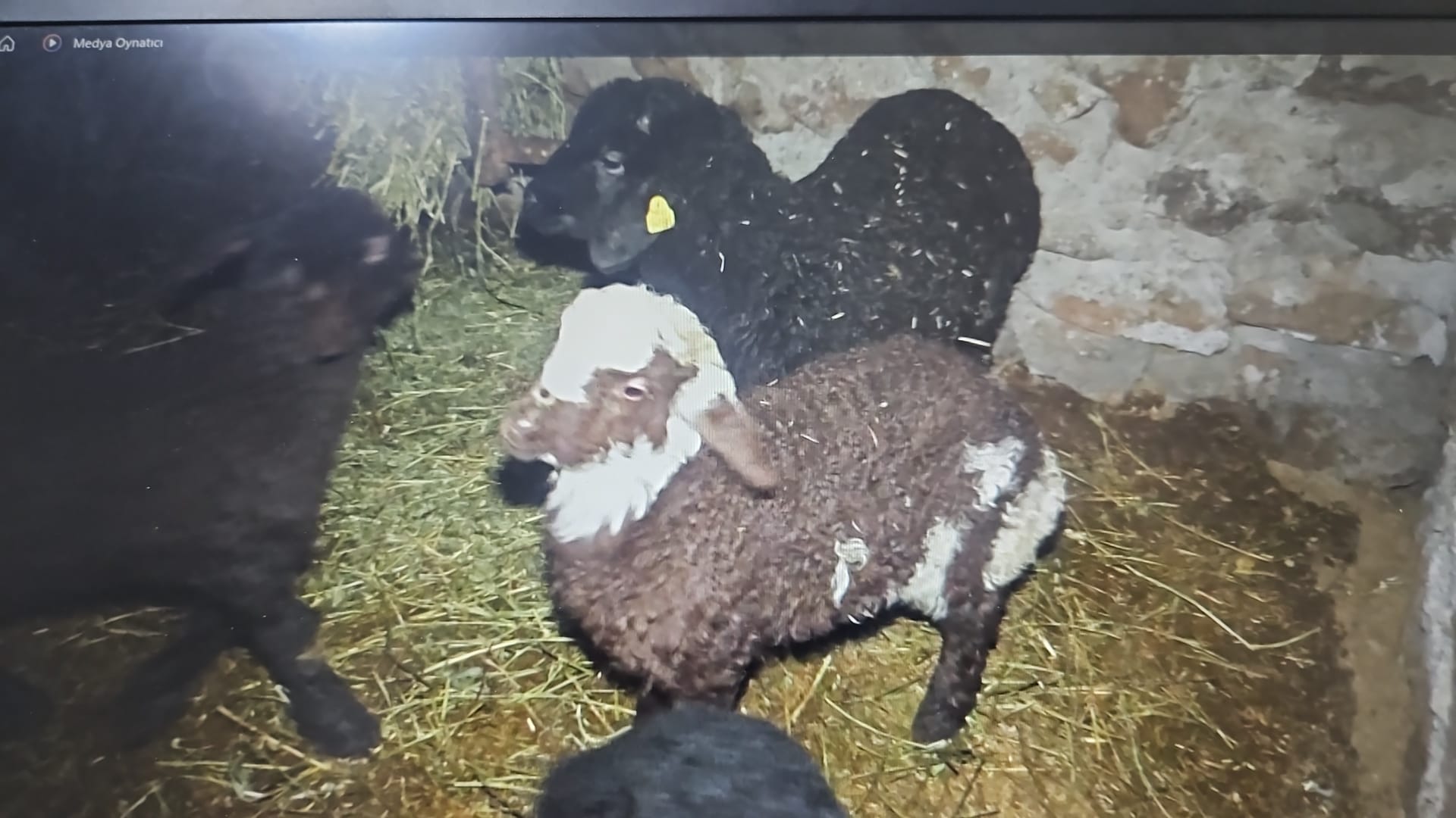 Whatsapp Image 2026 02 08 At 21.41.26 (1)