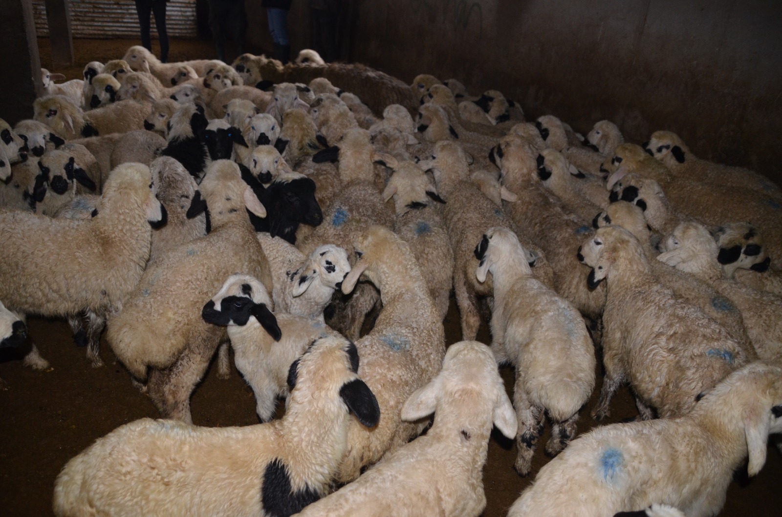 Whatsapp Image 2026 02 16 At 11.56.44