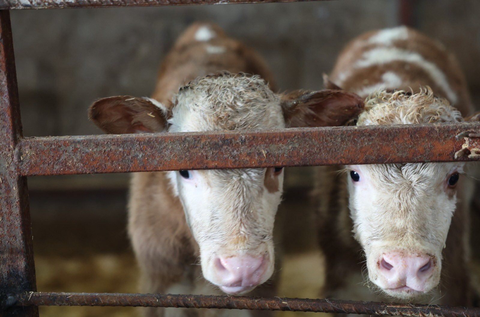 Whatsapp Image 2026 02 24 At 11.42.29 (1)