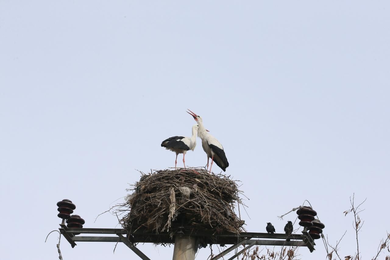 Whatsapp Image 2026 03 09 At 11.31.39 (1)