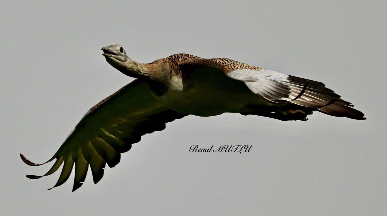 Whatsapp Image 2026 03 26 At 20.56.40 (2)