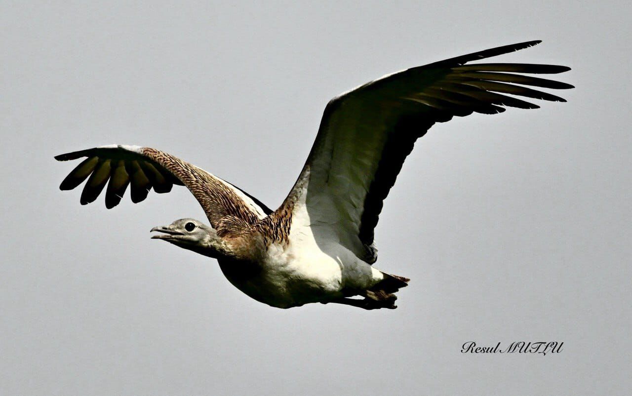 Whatsapp Image 2026 03 26 At 20.56.41