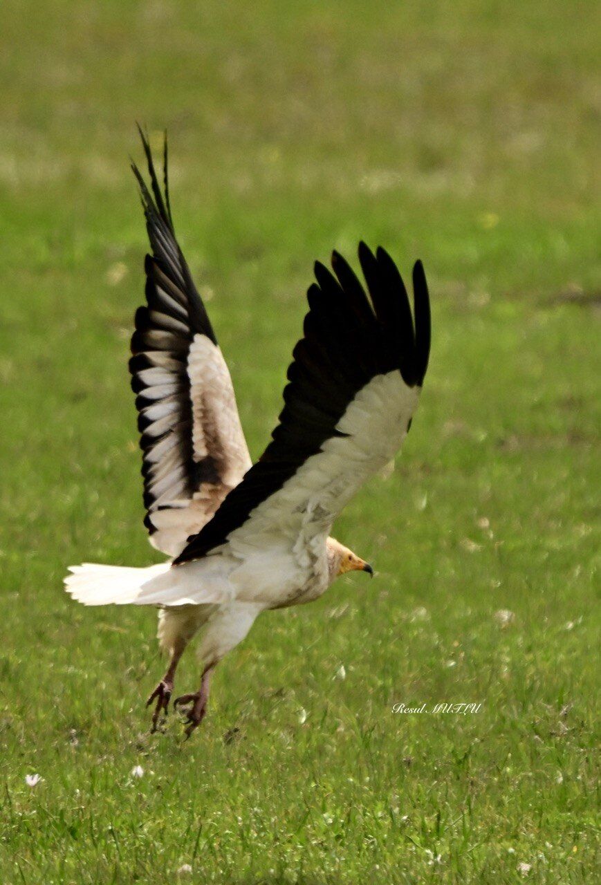 Photo 5974173125488348353 Y