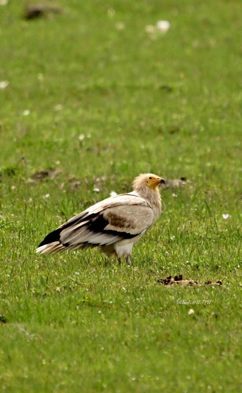 Photo 5974173125488348354 Y