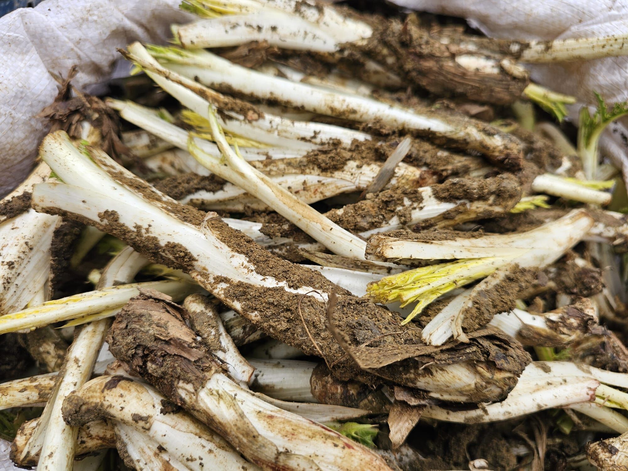 Whatsapp Image 2026 04 09 At 19.07.37 (1)