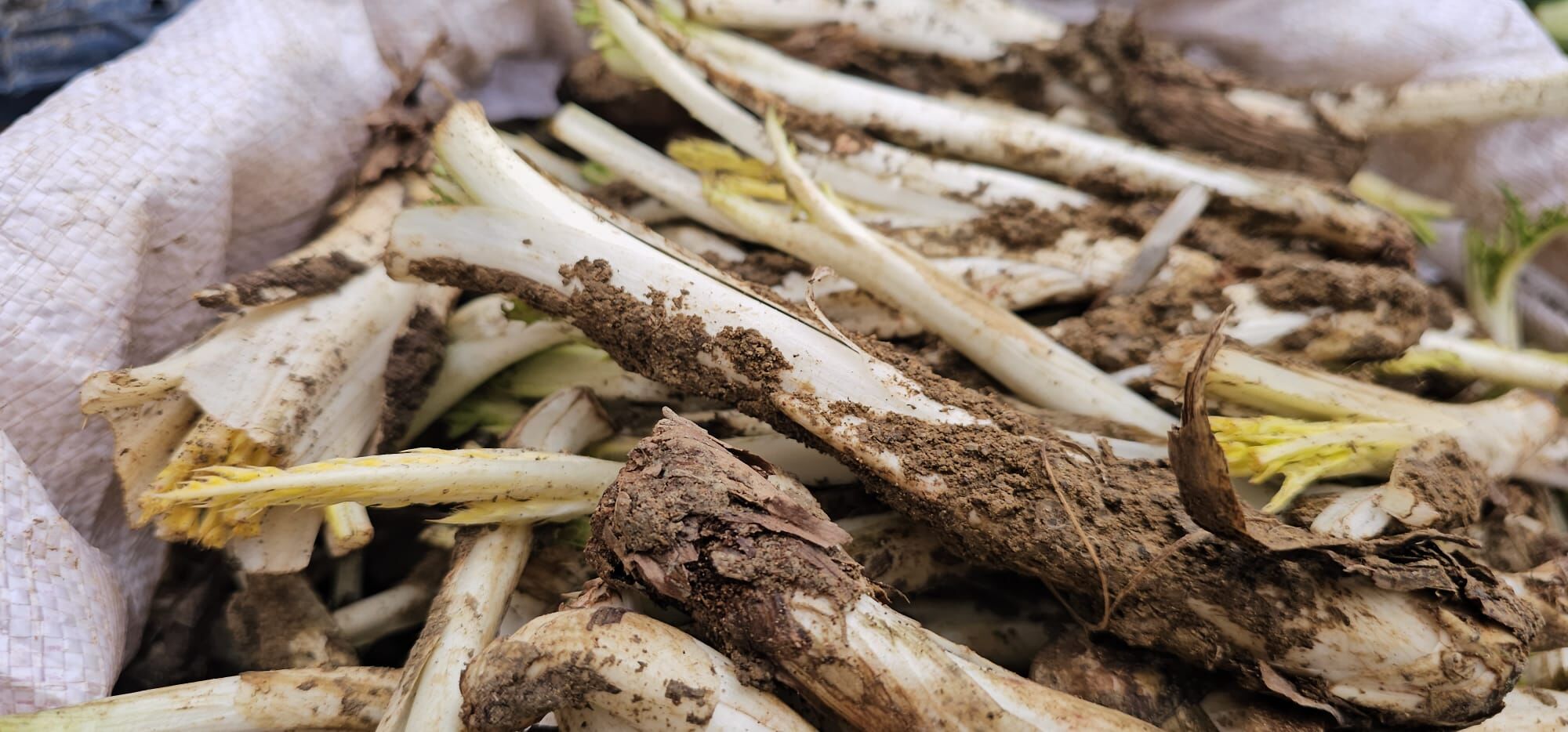 Whatsapp Image 2026 04 09 At 19.07.39