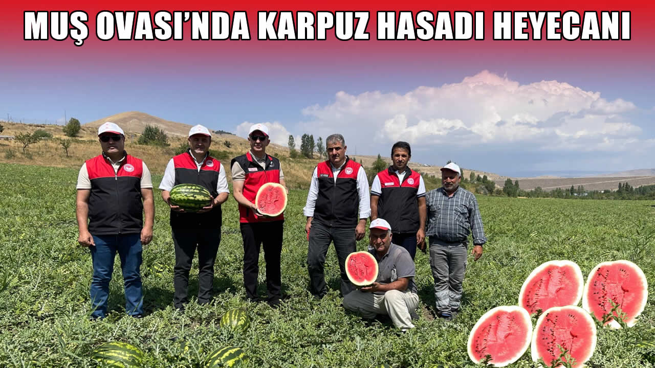 Muş Ovası'nda karpuz hasadı 2 milyar TL'lik katkı hedefiyle devam ediyor