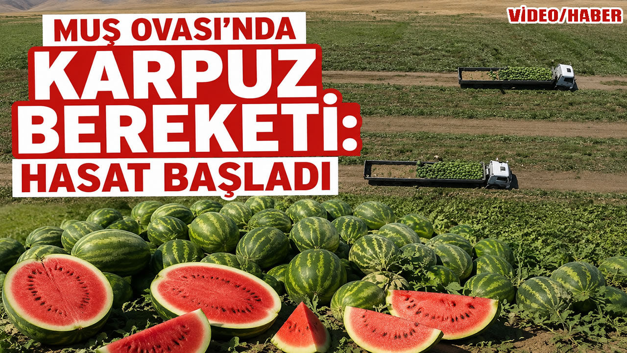 Muş Ovası'nda karpuz hasadı başladı