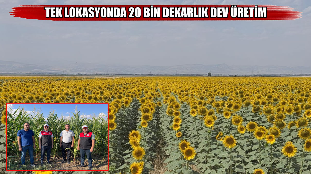 Muş’ta 20 bin dekarlık alandan 247.7 milyon TL’lik tarımsal katkı beklentisi