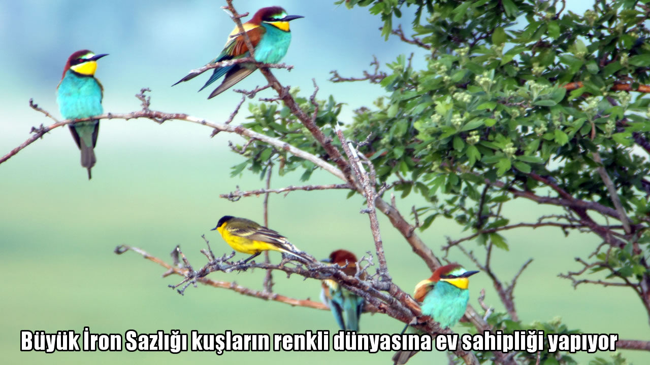 Muş-Bitlis sınırında 100’den fazla kuş türüne ev sahipliği yapan Büyük İron Sazlığı göz kamaştırıyor