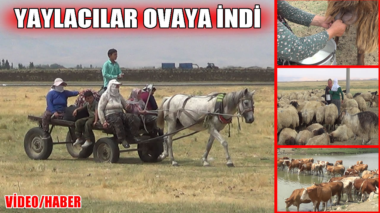 Muş’ta yaylacıların ovaya dönüş yolculuğu başladı