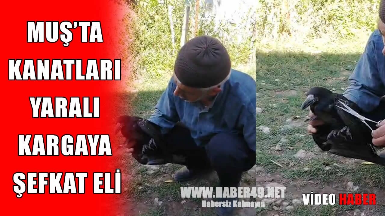 Muş’ta örnek davranış: Yaralı kargayı tedavi etti