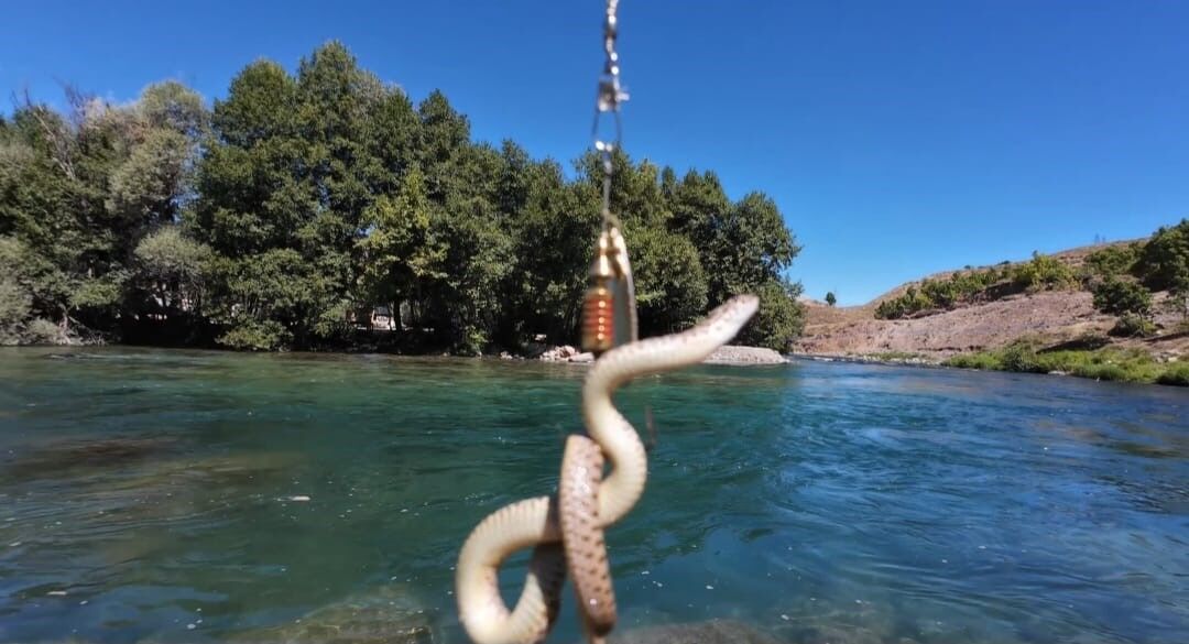 Munzur Nehri’nde oltaya balık yerine su yılanı takıldı