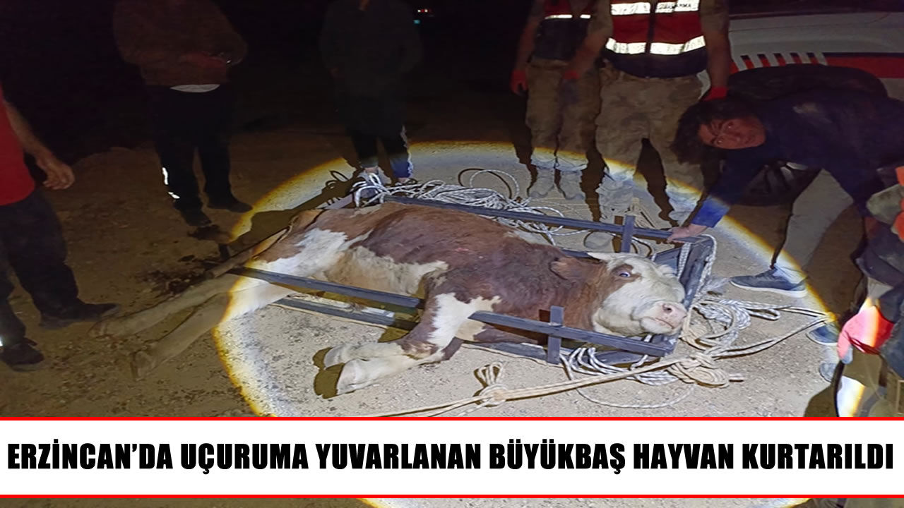 Erzincan’da uçuruma yuvarlanan hayvan için ekipler seferber oldu