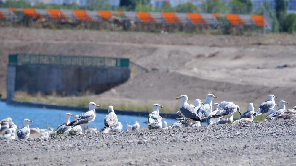Dalgaların kuşu martılar, denize kıyısı olmayan Erzurum'a misafir oldu