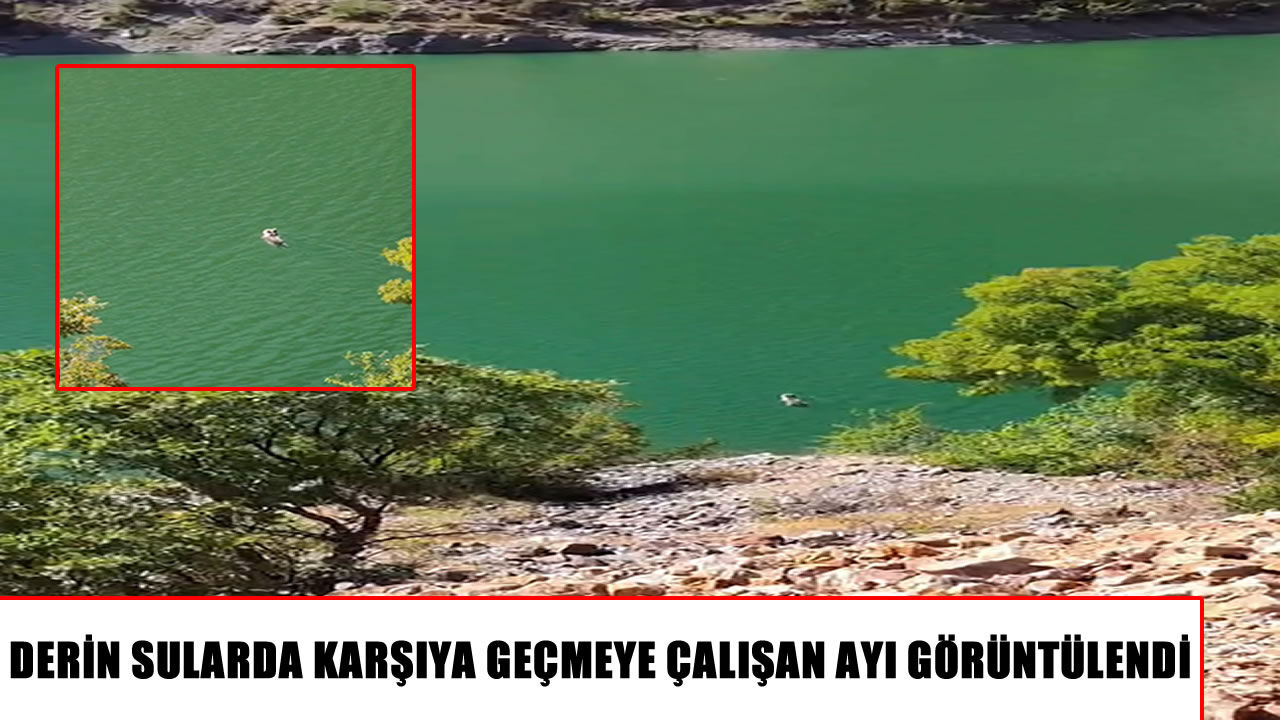 Çemişgezek’te ayının baraj gölündeki yüzüşü görüntülendi