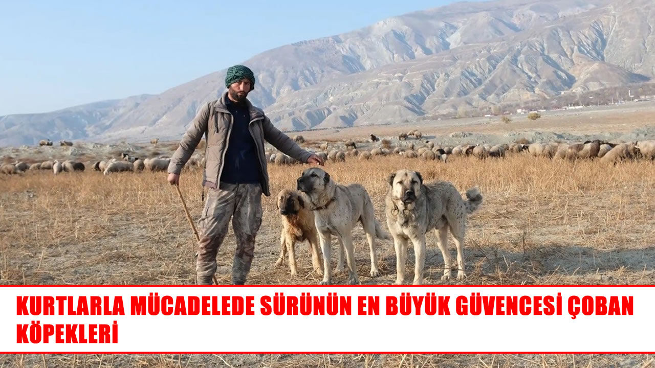 Yaylada sürülerin güvenliği çoban köpeklerine emanet