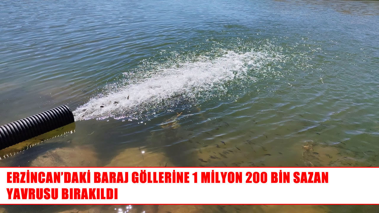 Erzincan’ın baraj göllerine milyonlarca sazan yavrusu bırakıldı