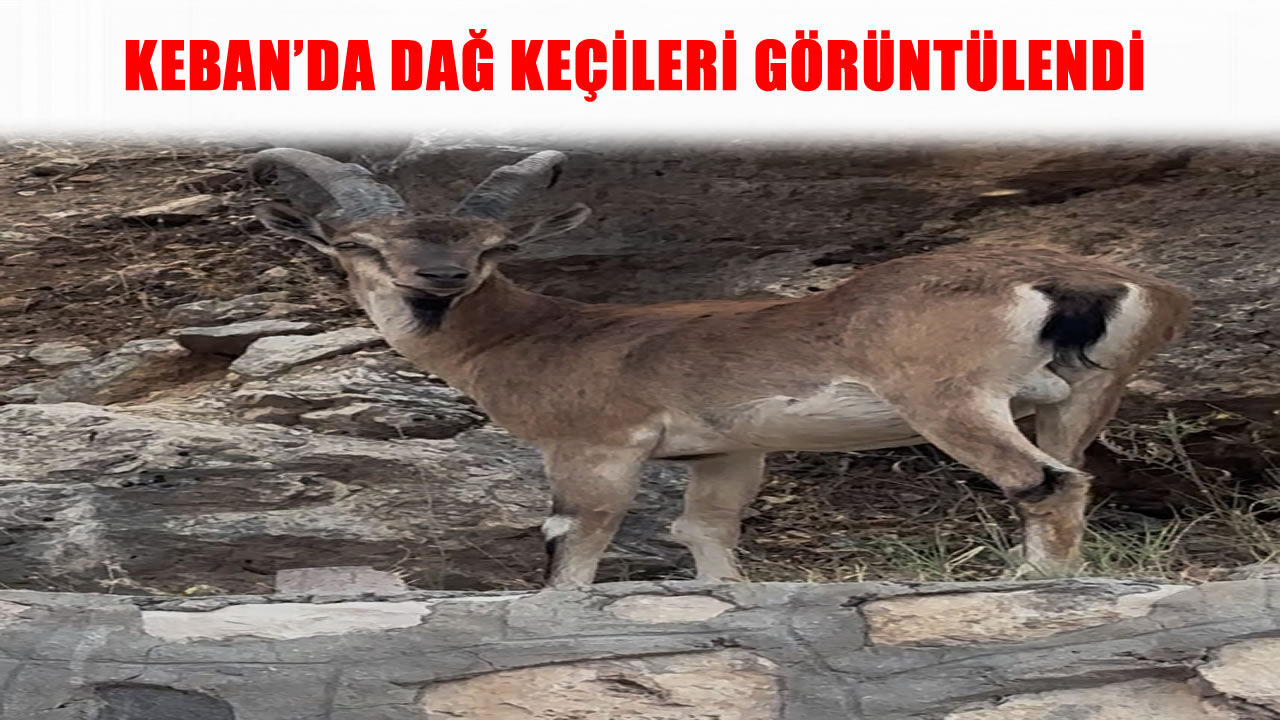 Keban’da dağ keçileri ilçe merkezine yakın bölgede görüntülendi