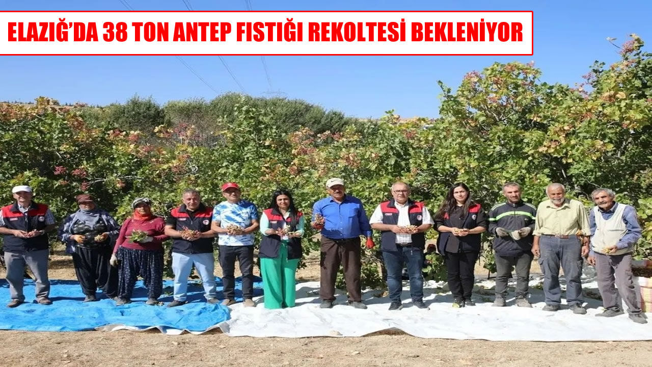 Elazığ’da Antep Fıstığında 2026 Hasadı Başladı: 38,4 Ton Rekolte Bekleniyor
