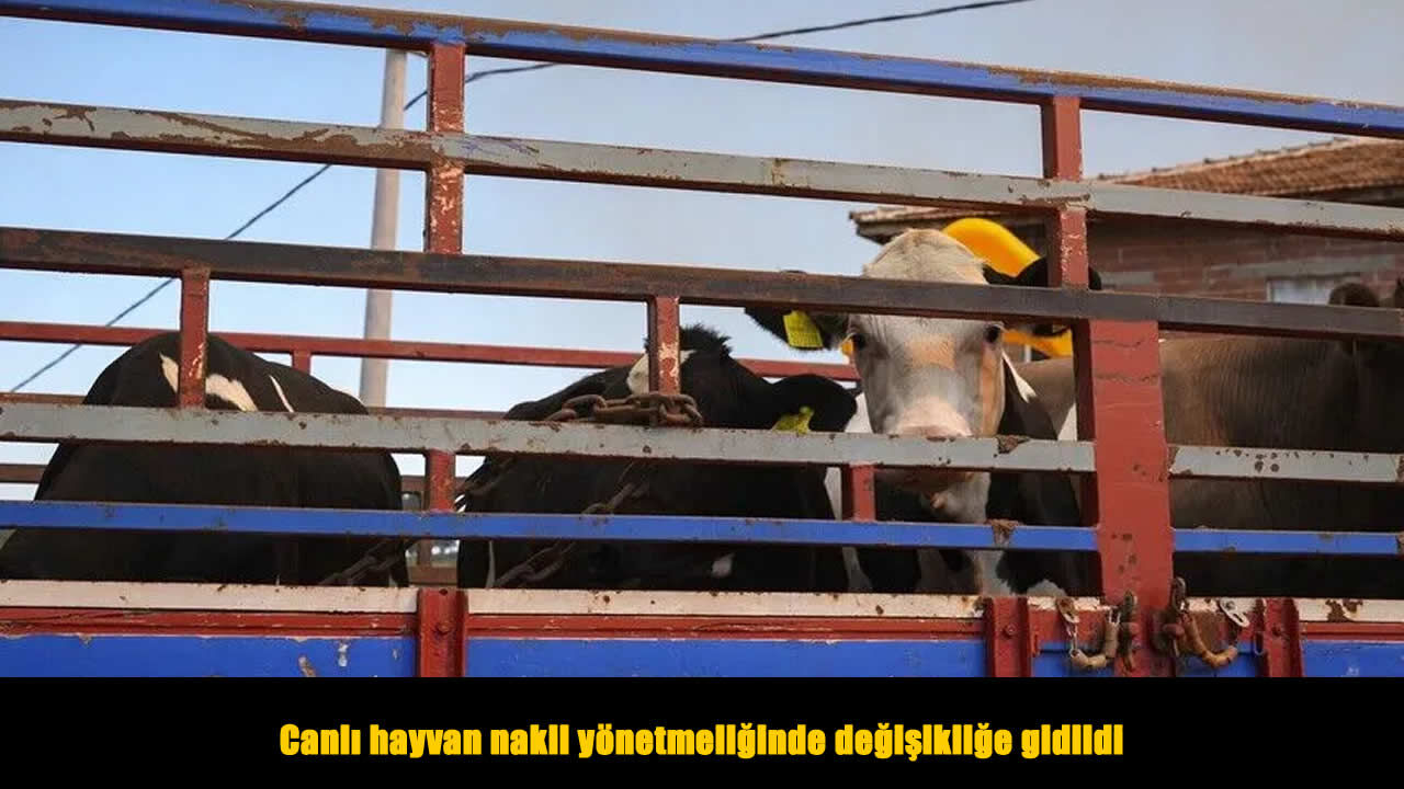 Canlı hayvan nakil yönetmeliğinde değişiklik yapıldı