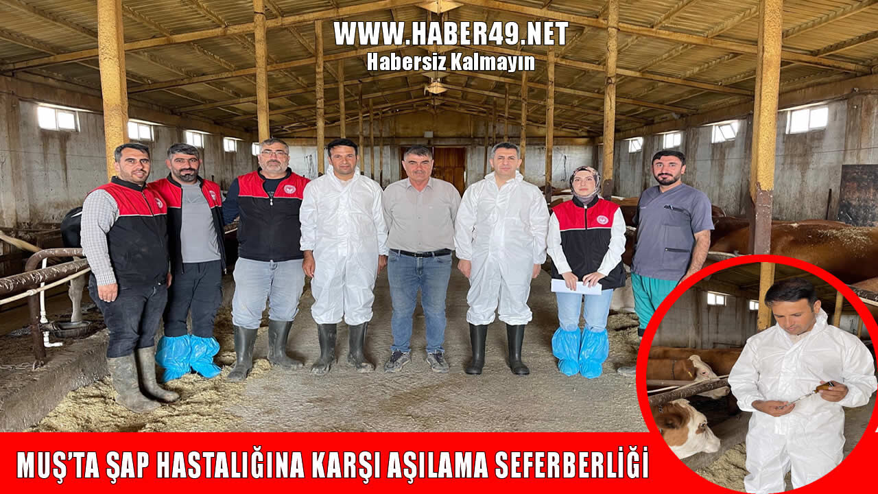 Muş’ta şap hastalığına karşı aşılama çalışmaları başladı