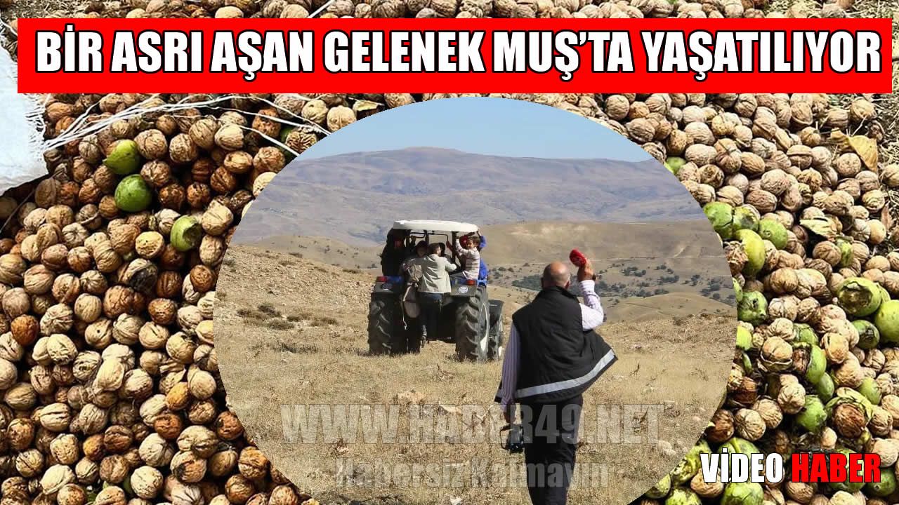 Muş’ta 111 yıllık imece geleneği ile ceviz hasadı başladı